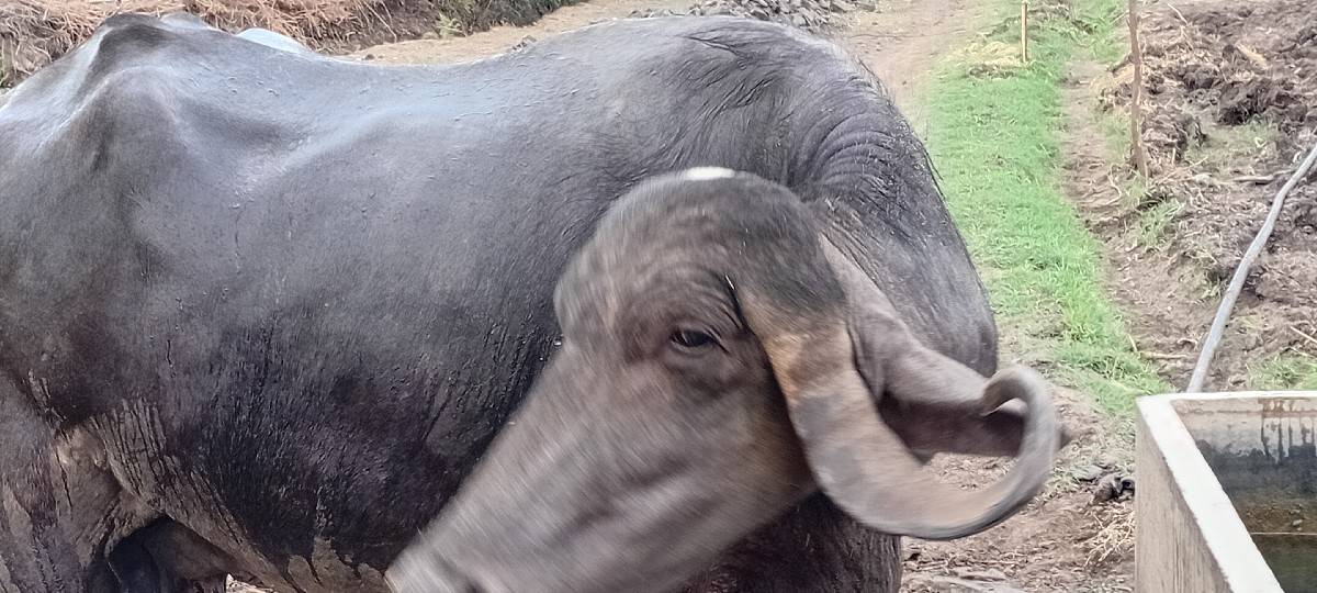 યુવરાજ ભાઈ
