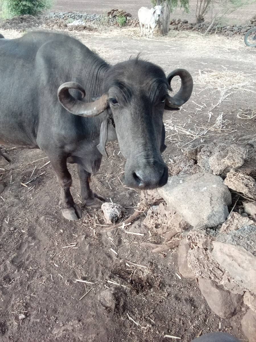 ભેંસ વેચવાની છે