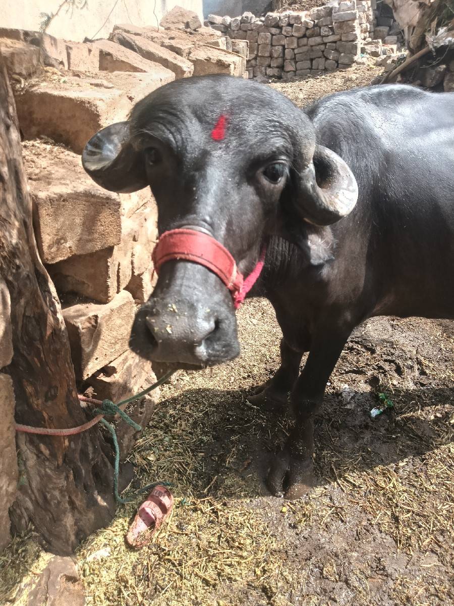 ખડેલી વેચવાની છે