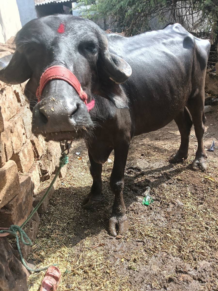 ખડેલી વેચવાની છે