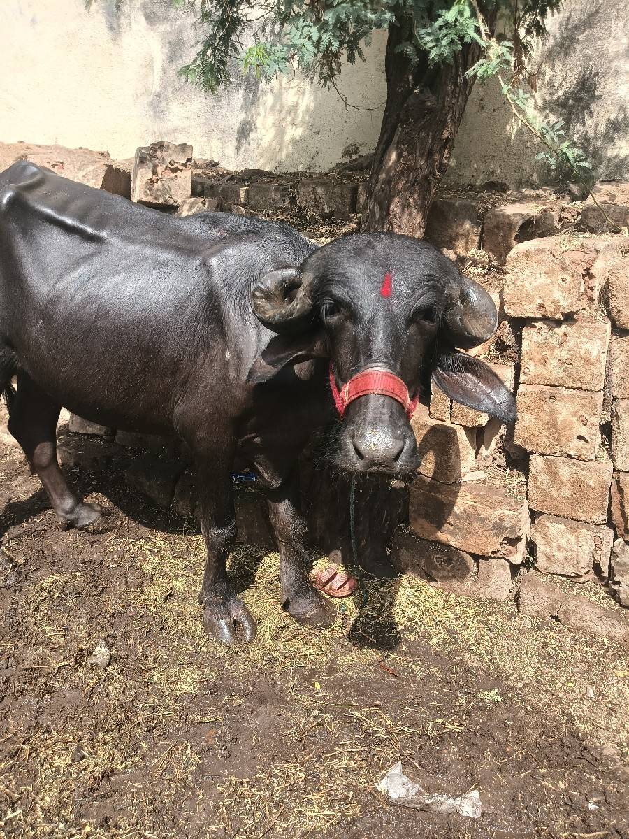 ખડેલી વેચવાની છે