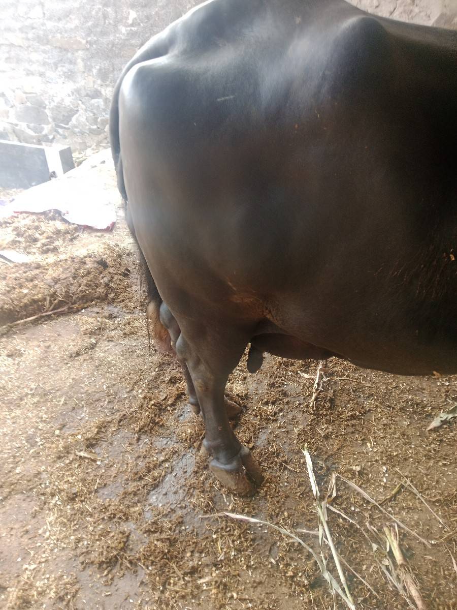 ભેંસ વેચવાની છે