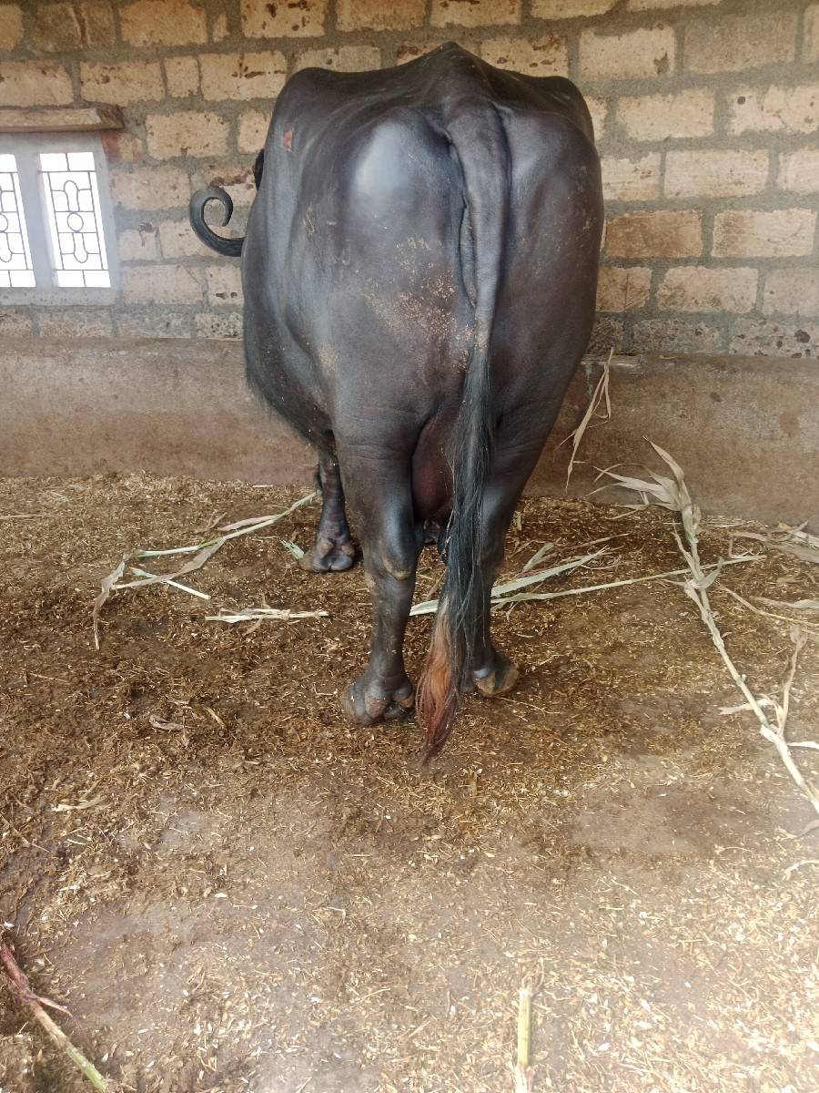ભેંસ વેચવાની છે