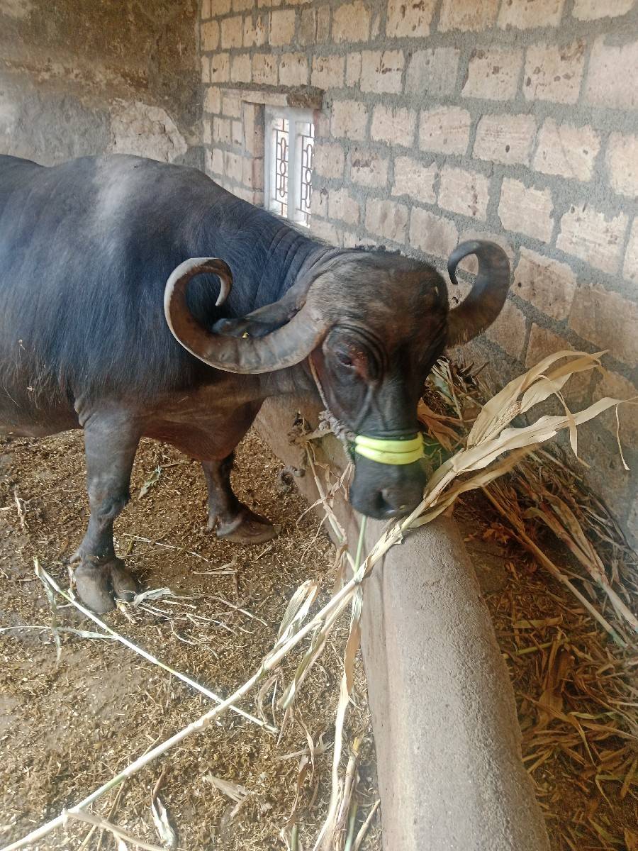 ભેંસ વેચવાની છે