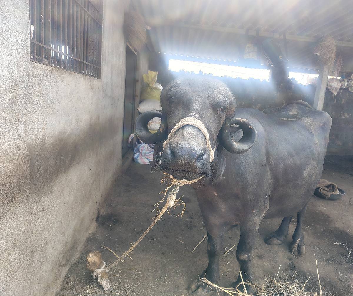 ખડેલી પેલું વેતર