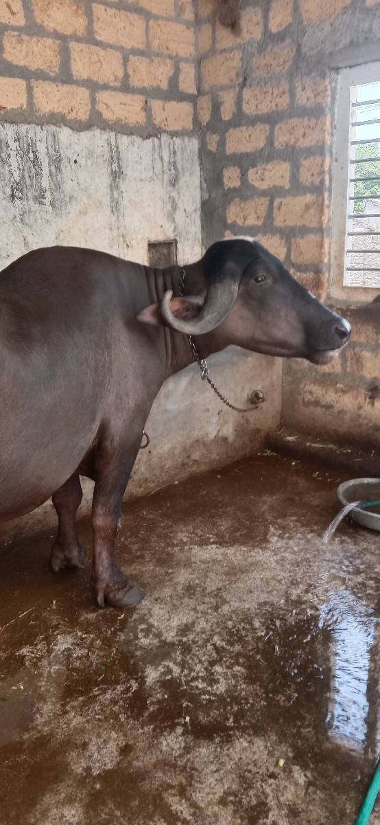 આખડેલી વેચવાની છે
