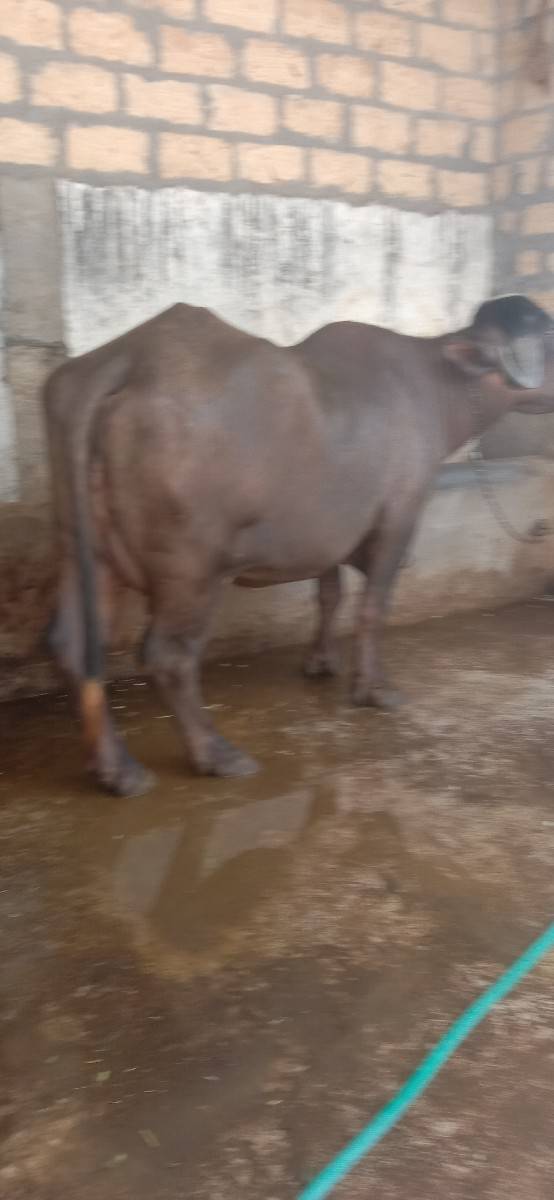 આખડેલી વેચવાની છે