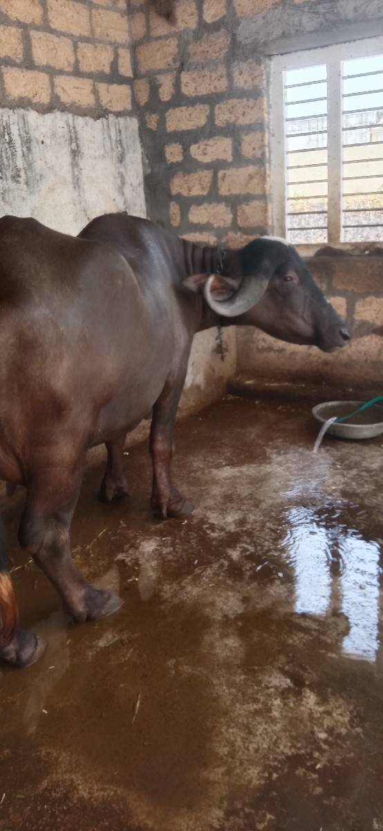 આખડેલી વેચવાની છે