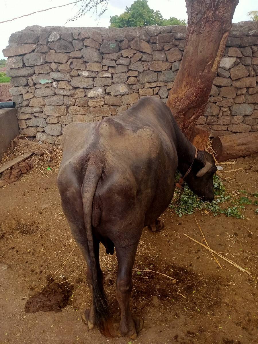 વેશવાનીશે 75