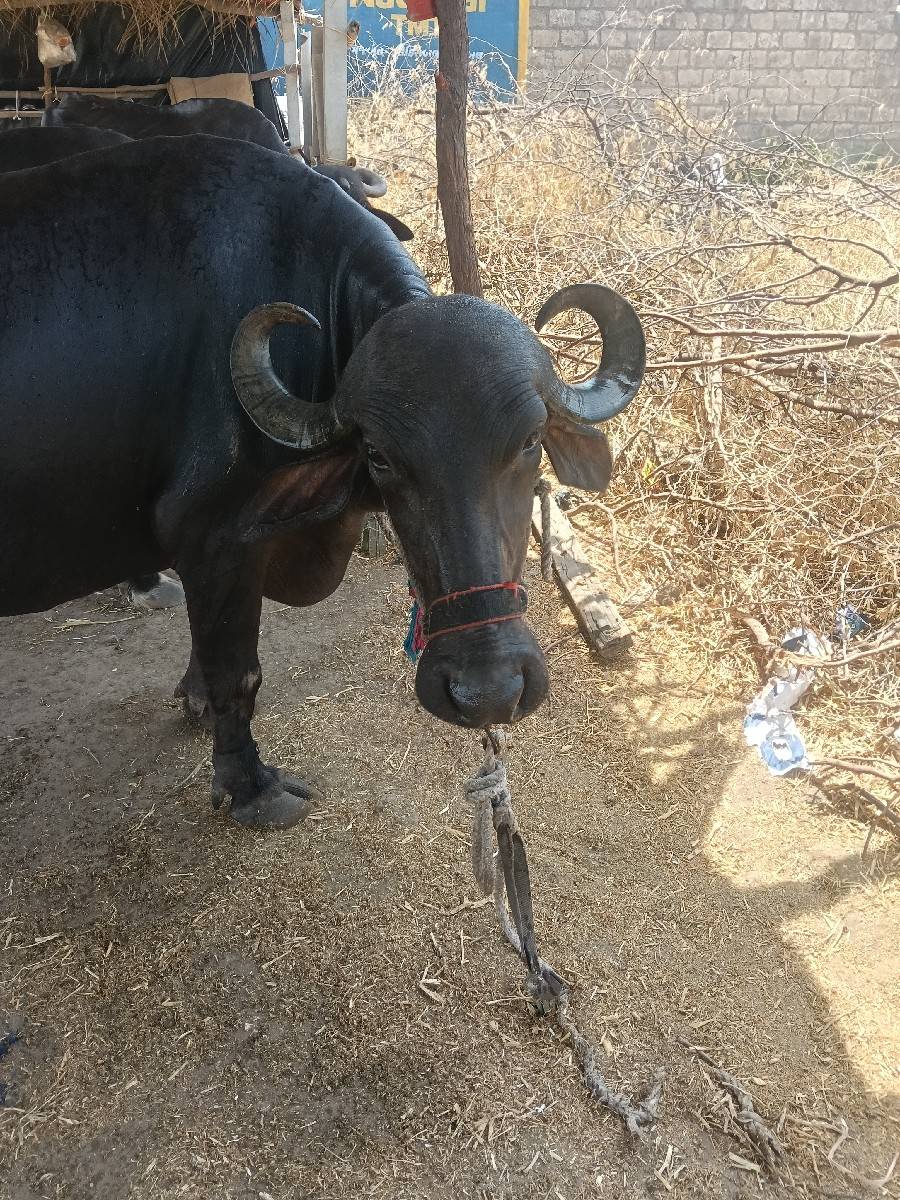 ભેસ વેચવાની છે બીજી વેતર