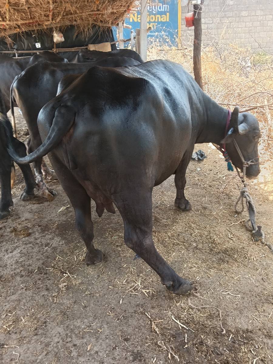 ભેસ વેચવાની છે બીજી વેતર