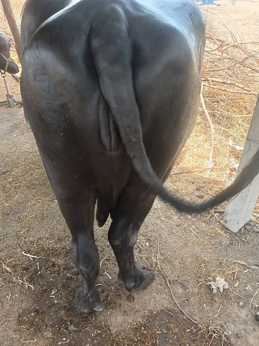 ભેસ વેચવાની છે બીજી વેતર