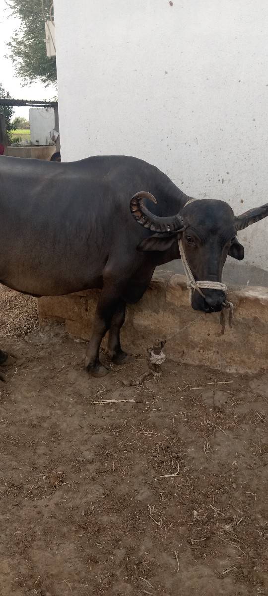 ભૈસવેસવાની