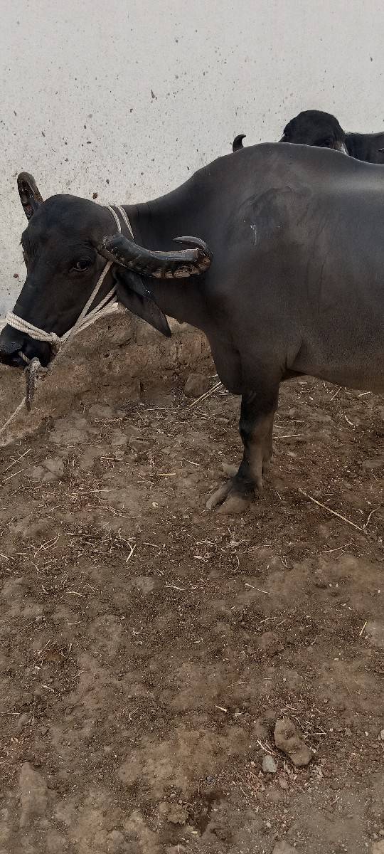ભૈસવેસવાની