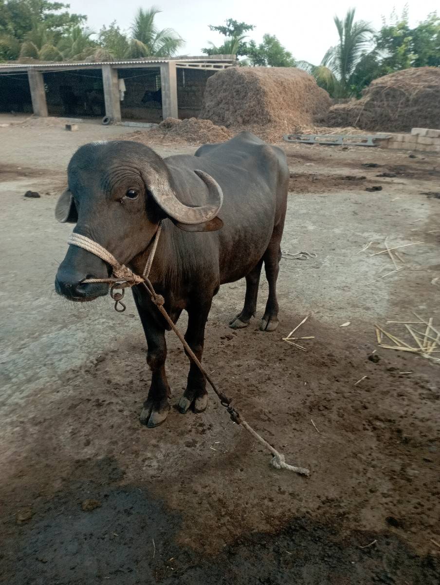 પાડો વેચવાનો છે