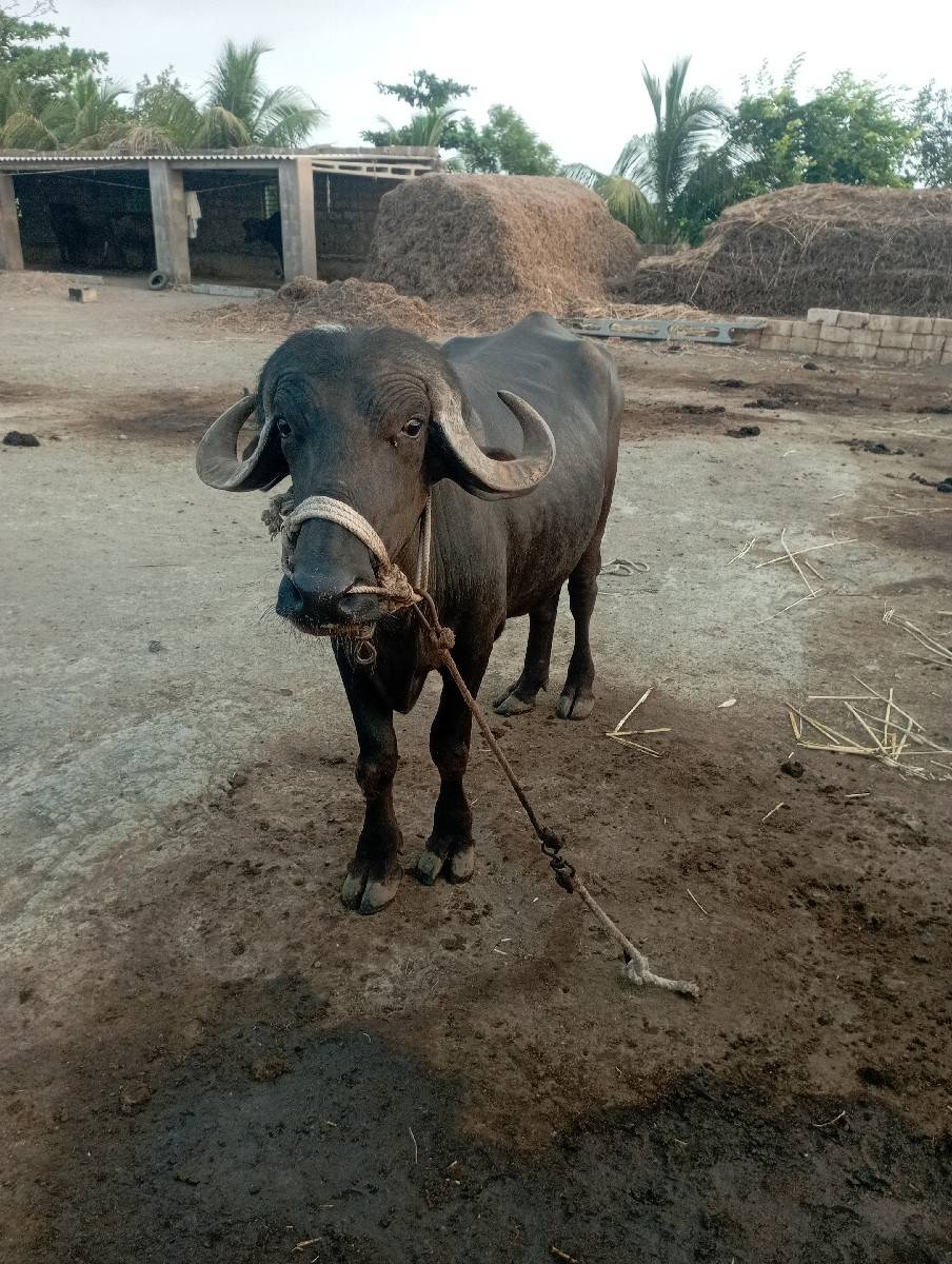 પાડો વેચવાનો છે