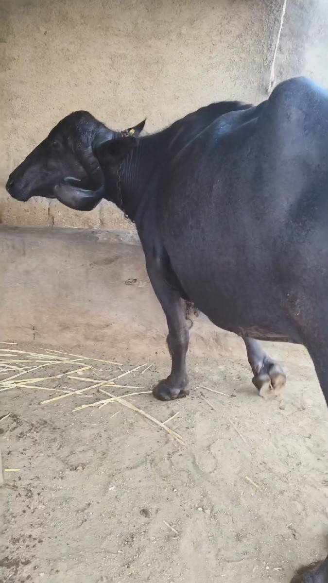 ભેંસ વેચવાની છે