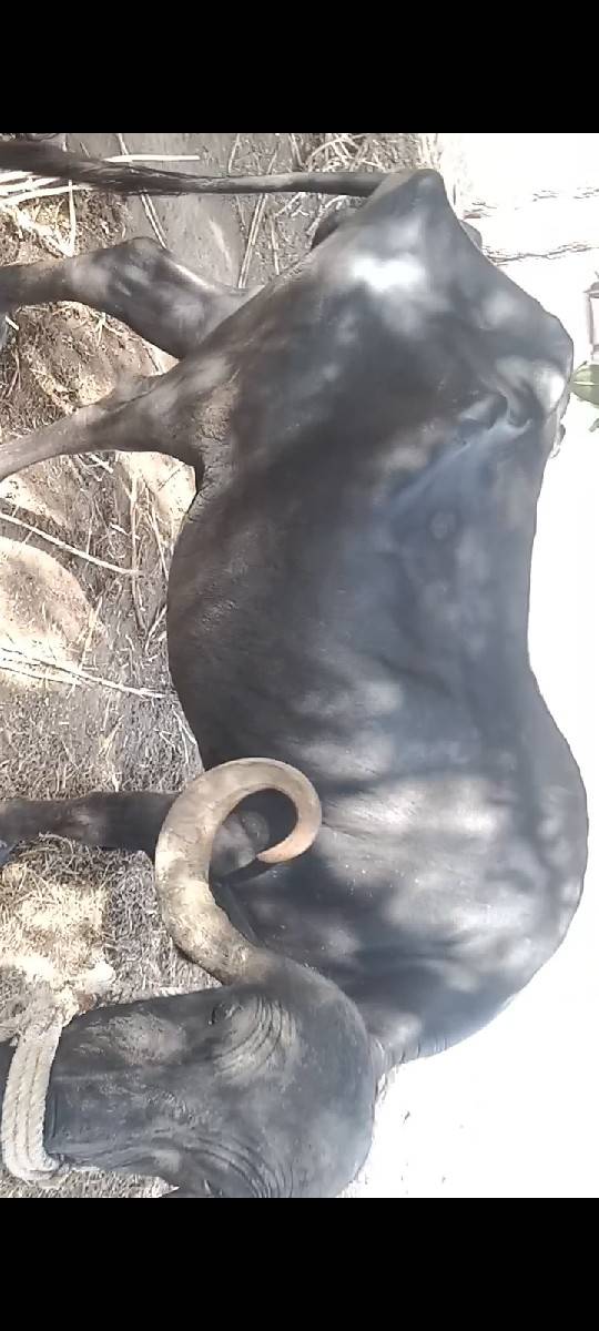 ભેંસ વેચવાની છે
