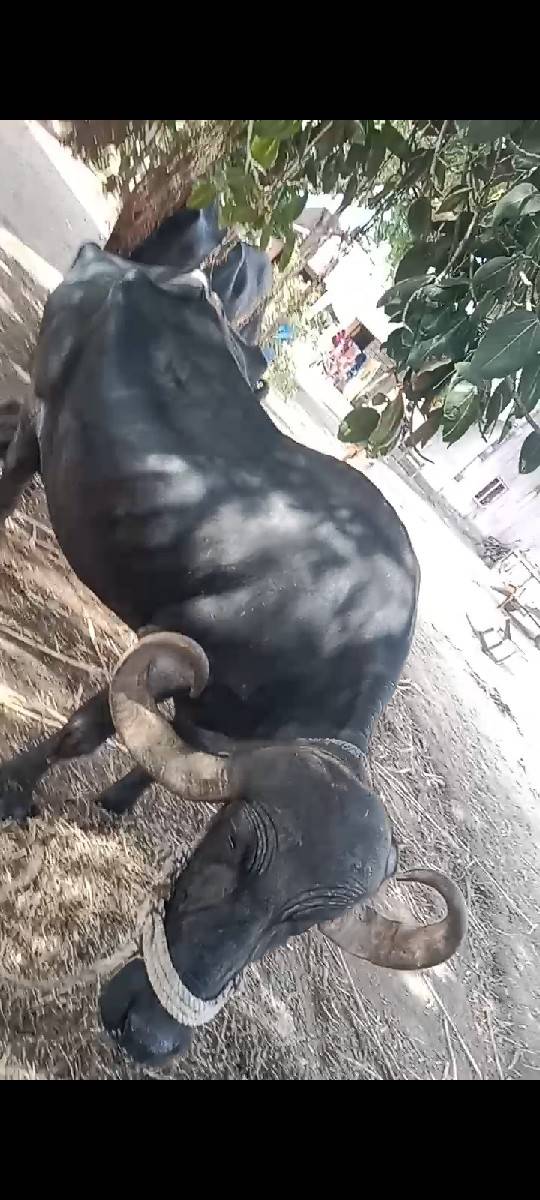 ભેંસ વેચવાની છે