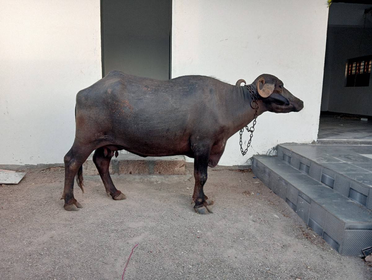 ખડેલી