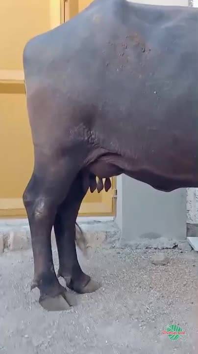 ખડેલી