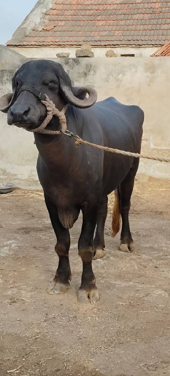 ખડેલી વેચવાની છે