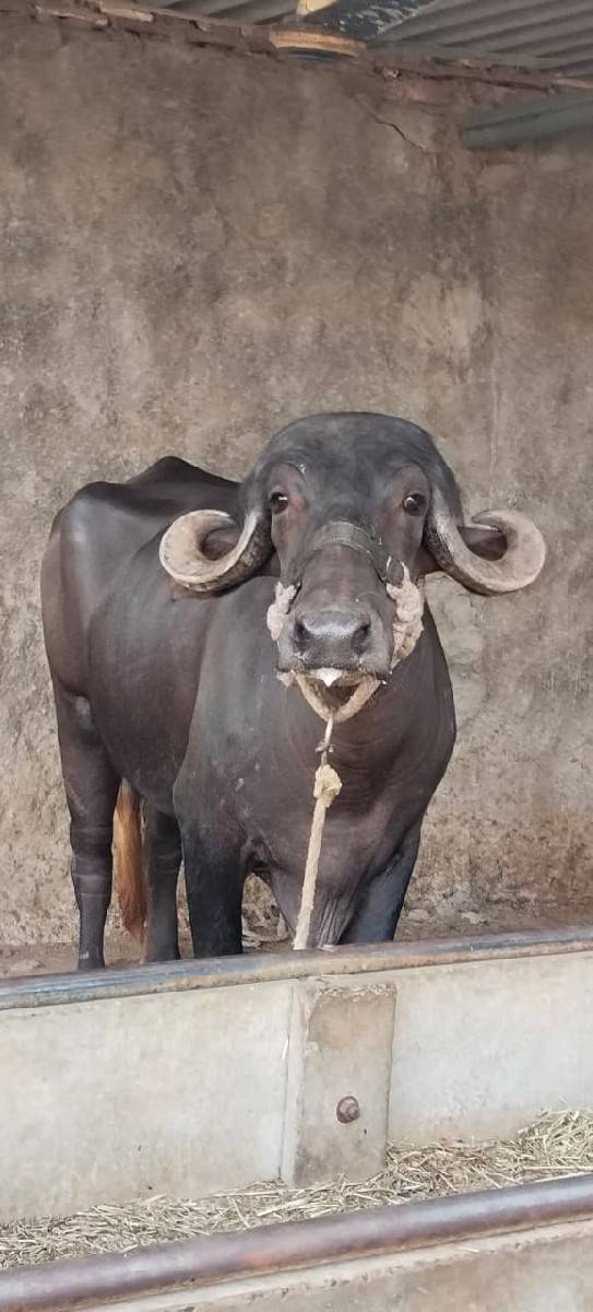 ખડેલી વેચવાની છે