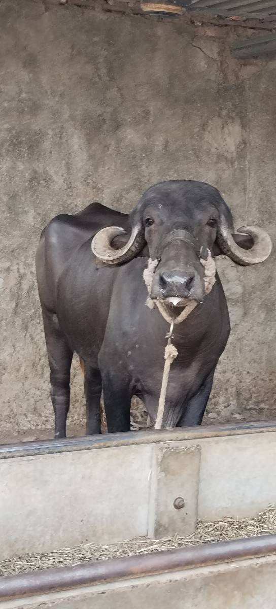 ખડેલી વેચવાની છે