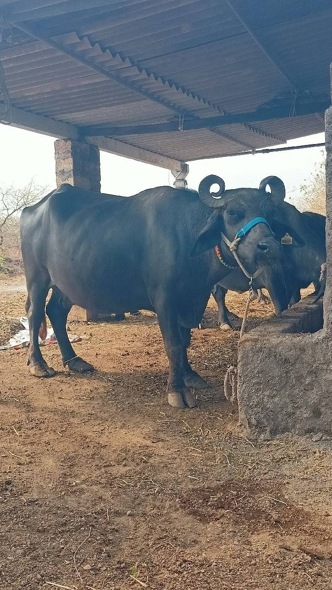 2 ભેંસો વેસવા ની છે