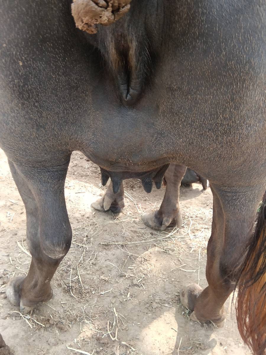 આ ભેંસ વેચવાની છે