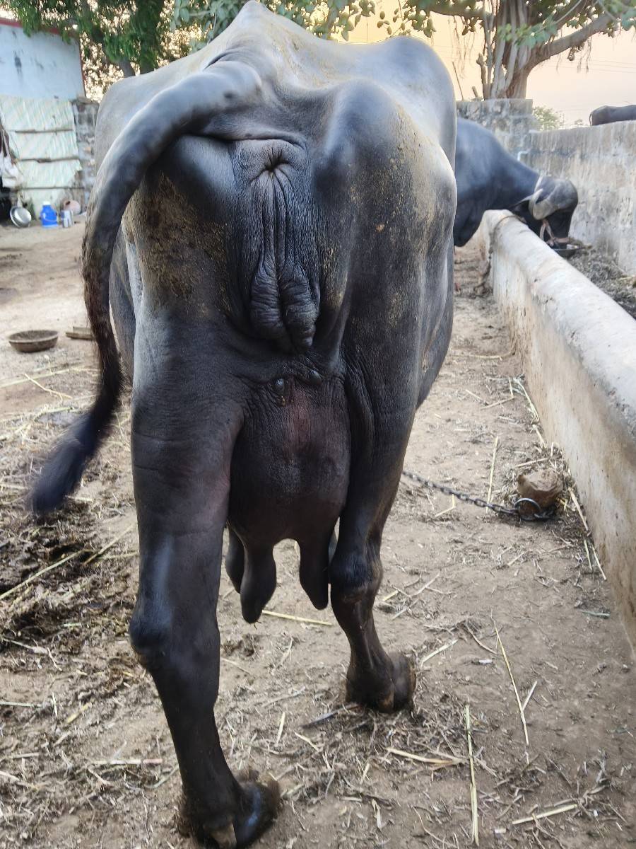 ભેંસ વેચવાની છે