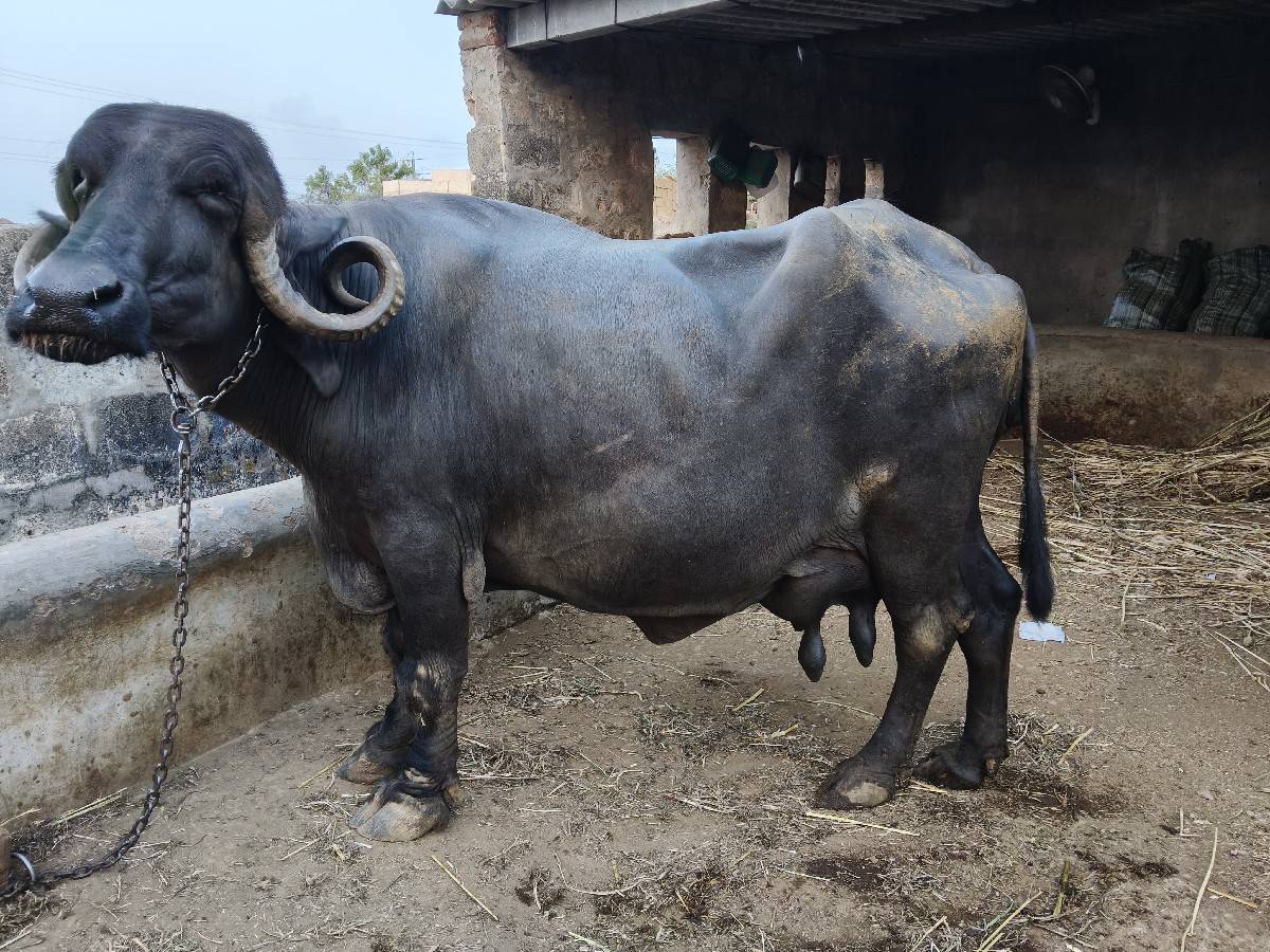 ભેંસ વેચવાની છે
