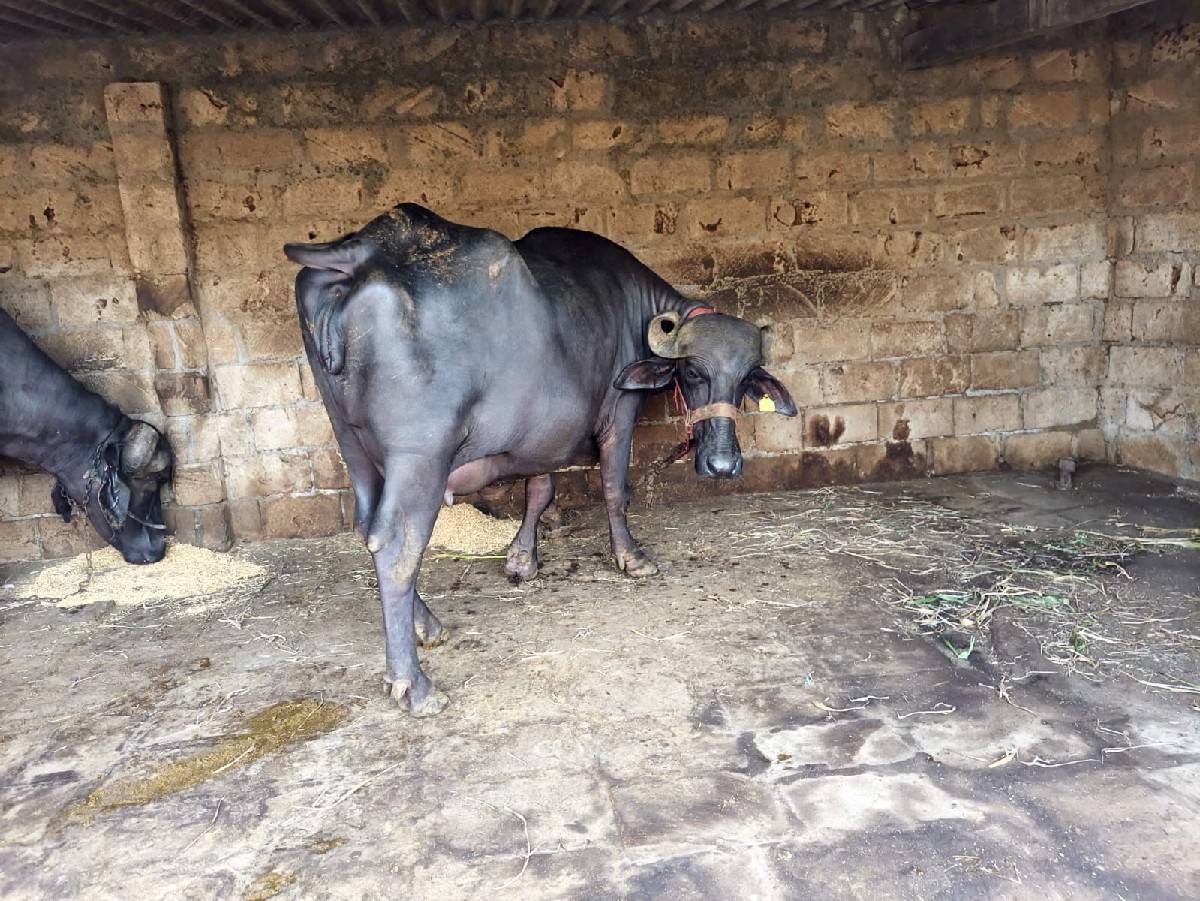 ખડેલી વેસવાની સે