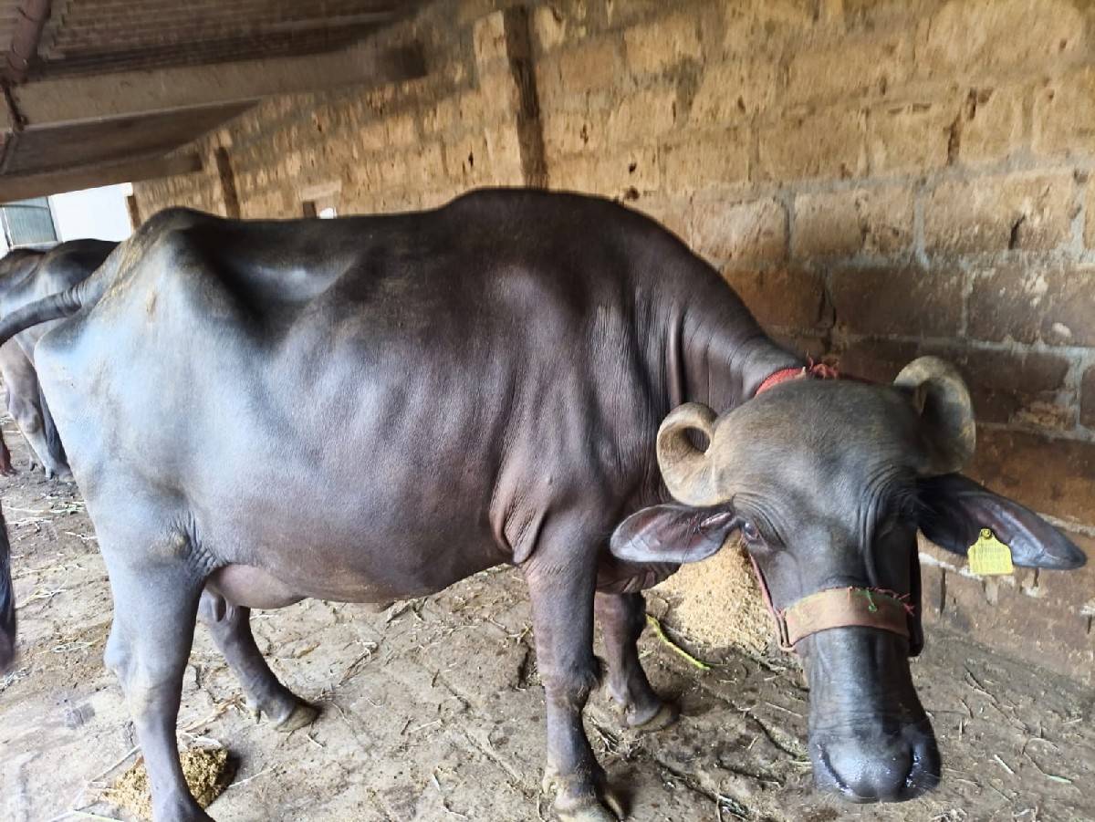 ખડેલી વેસવાની સે