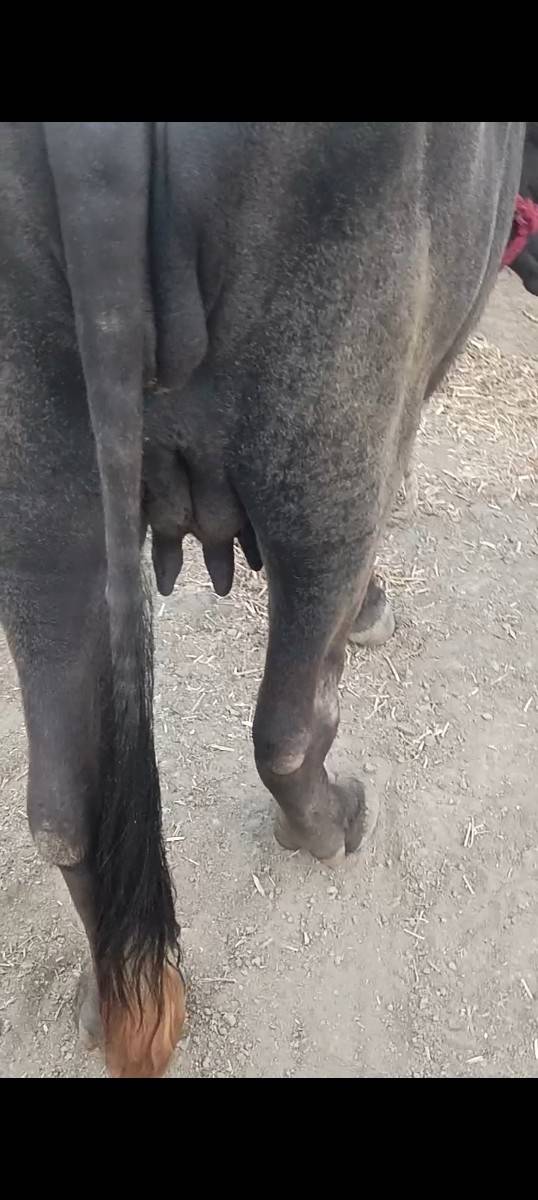 પેલું વેતર