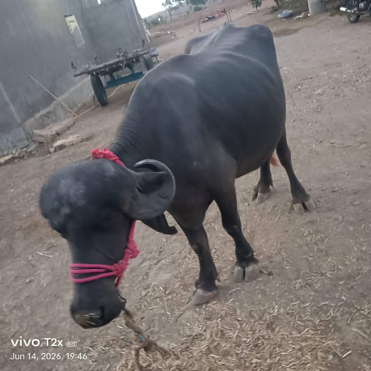 પેલું વેતર