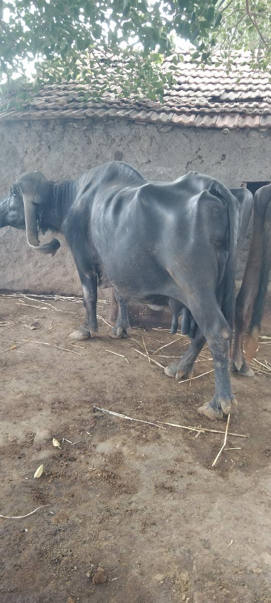 વેશવાની છે