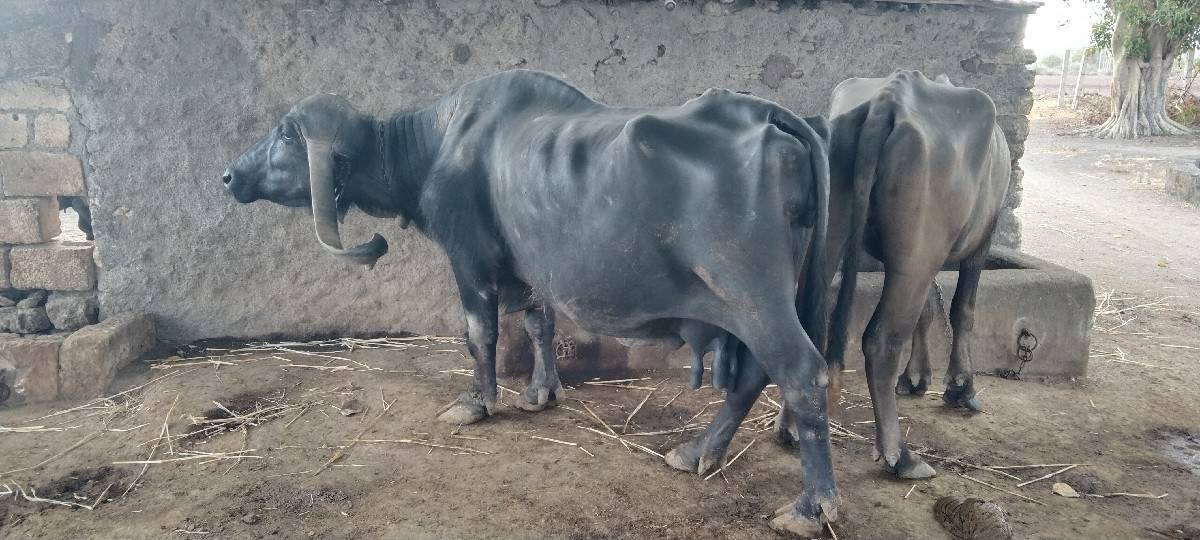 વેશવાની છે
