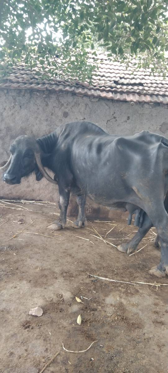 વેશવાની છે