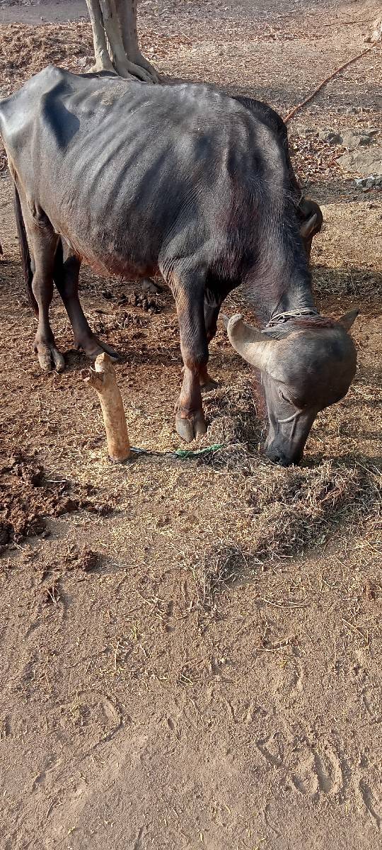 ખળેલી વેચવાની છે