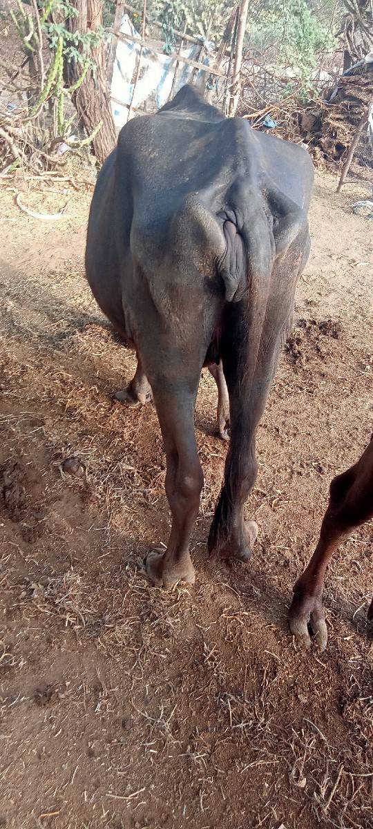 ખળેલી વેચવાની છે