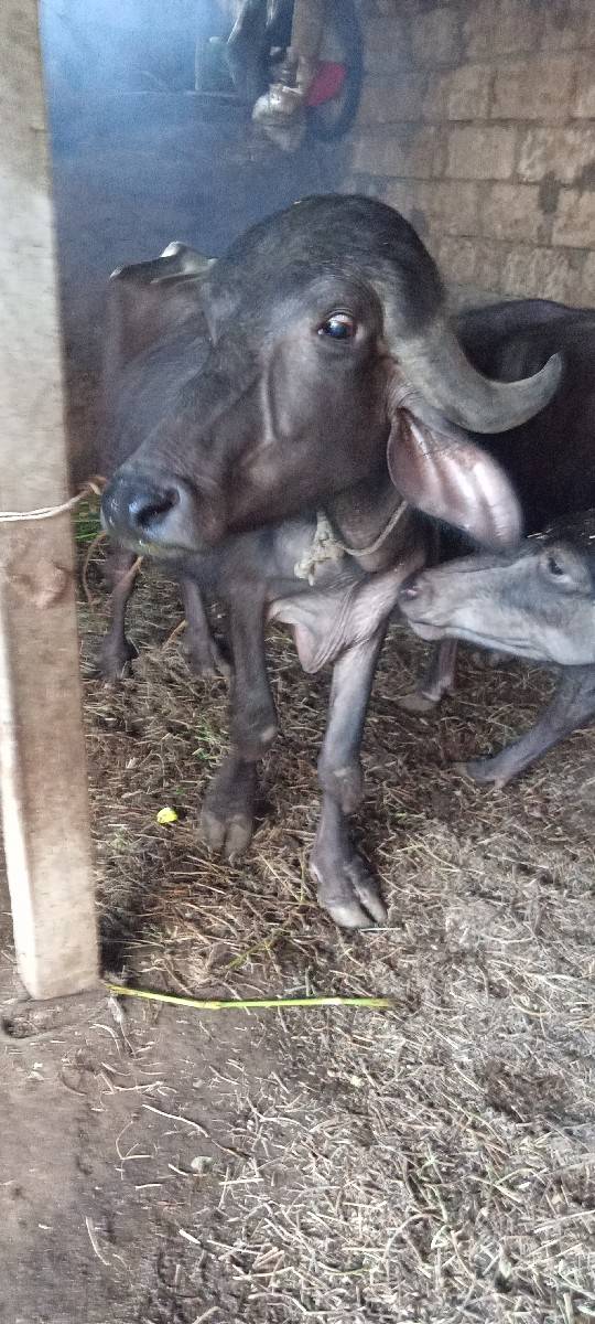 ખળેલી વેચવાની છે