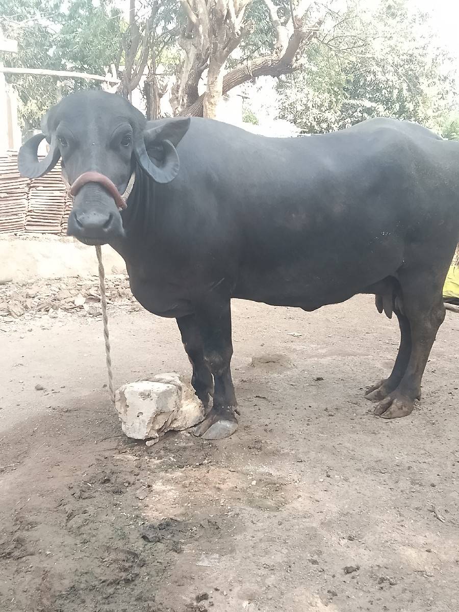 સીમાસી મેંદરડા જુનાગઢ