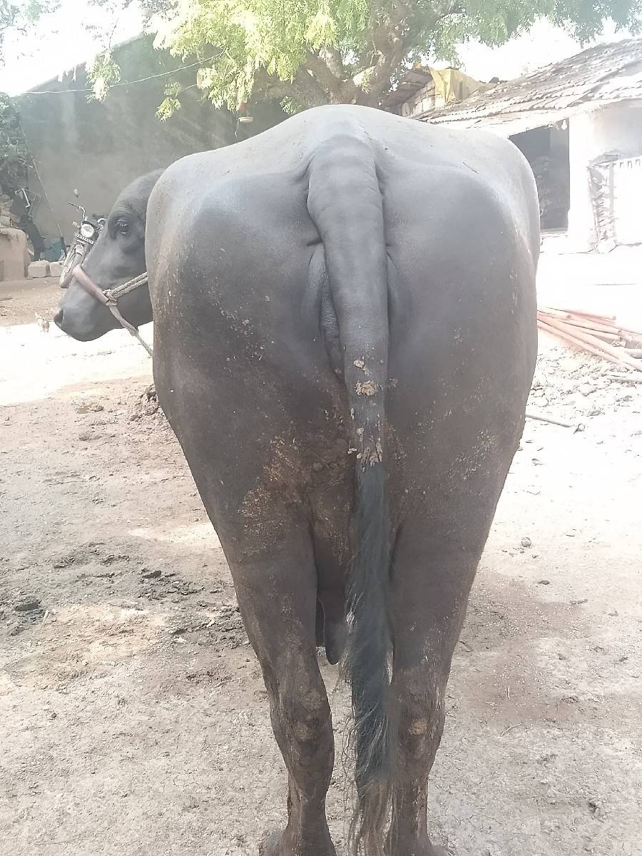 સીમાસી મેંદરડા જુનાગઢ