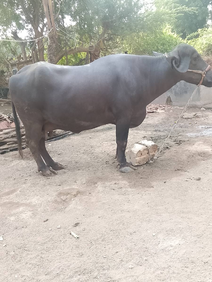 સીમાસી મેંદરડા જુનાગઢ