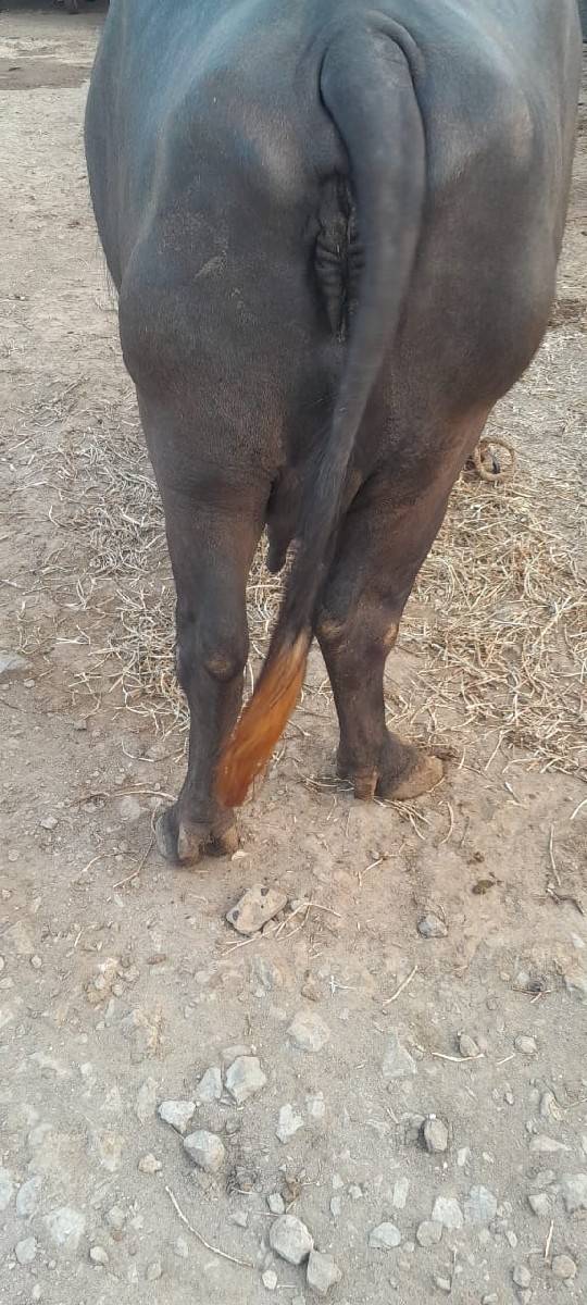 ભેંશ વેશવા ની છે