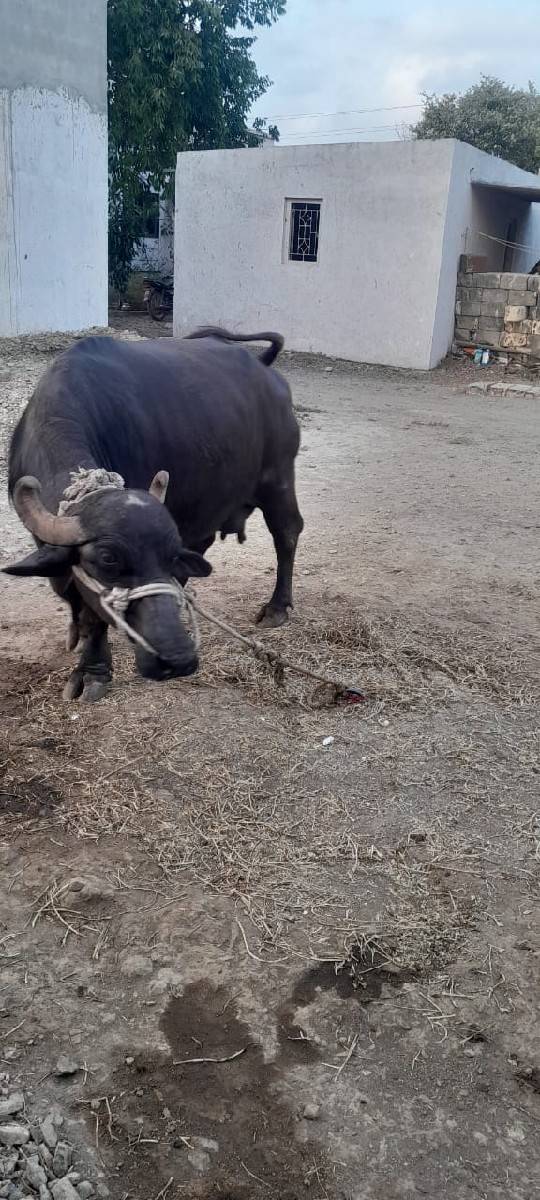 ભેંશ વેશવા ની છે