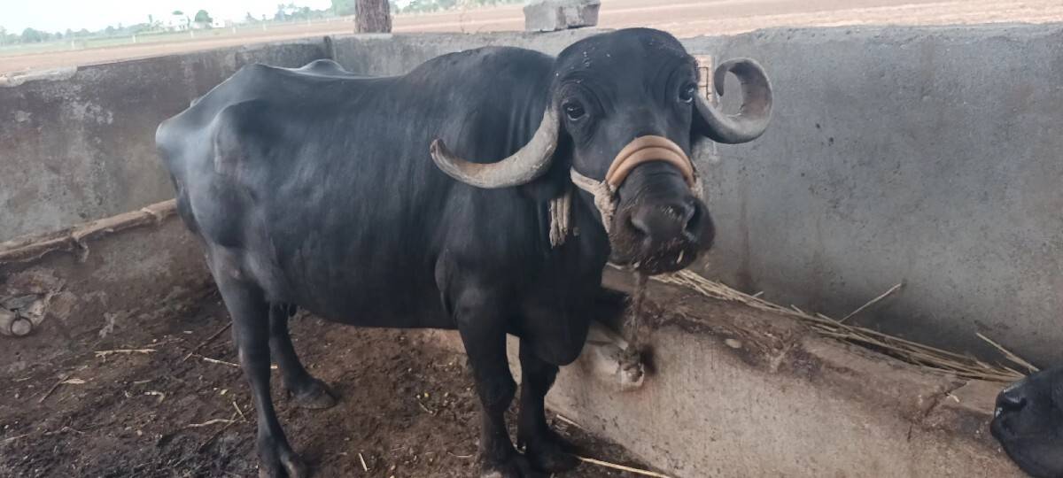 ભેંસ વેચવાની છે
