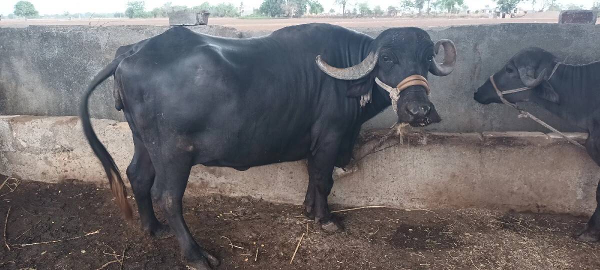 ભેંસ વેચવાની છે