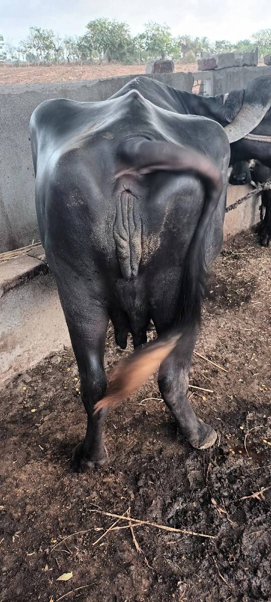 ભેંસ વેચવાની છે